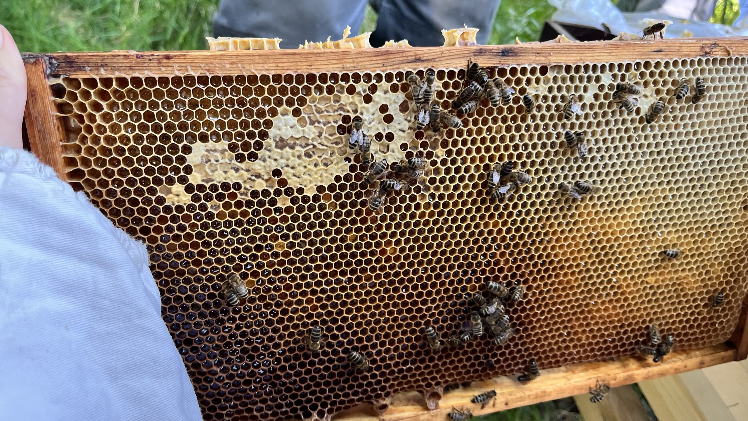Rähmchen aus dem Brutraum mit Eintrag von Nektar und verdeckelter Futterzellen.
