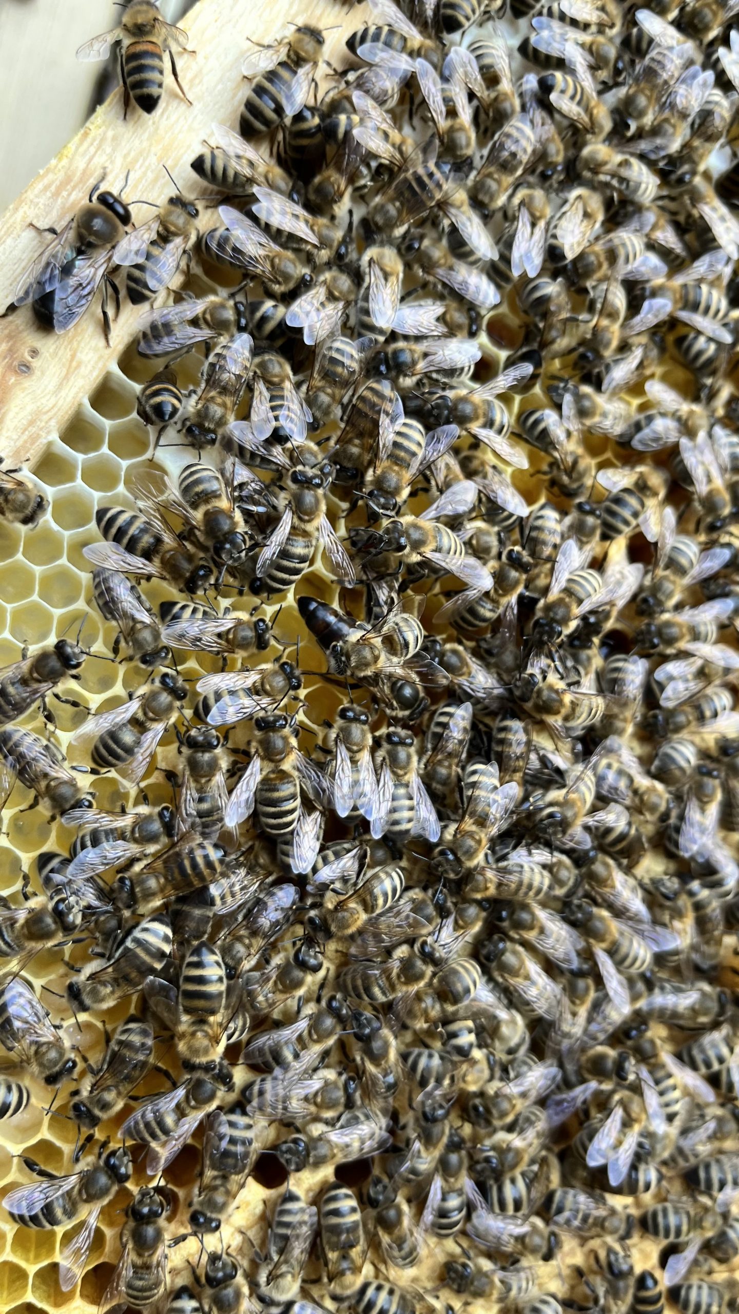 Wo ist die Königin? 2